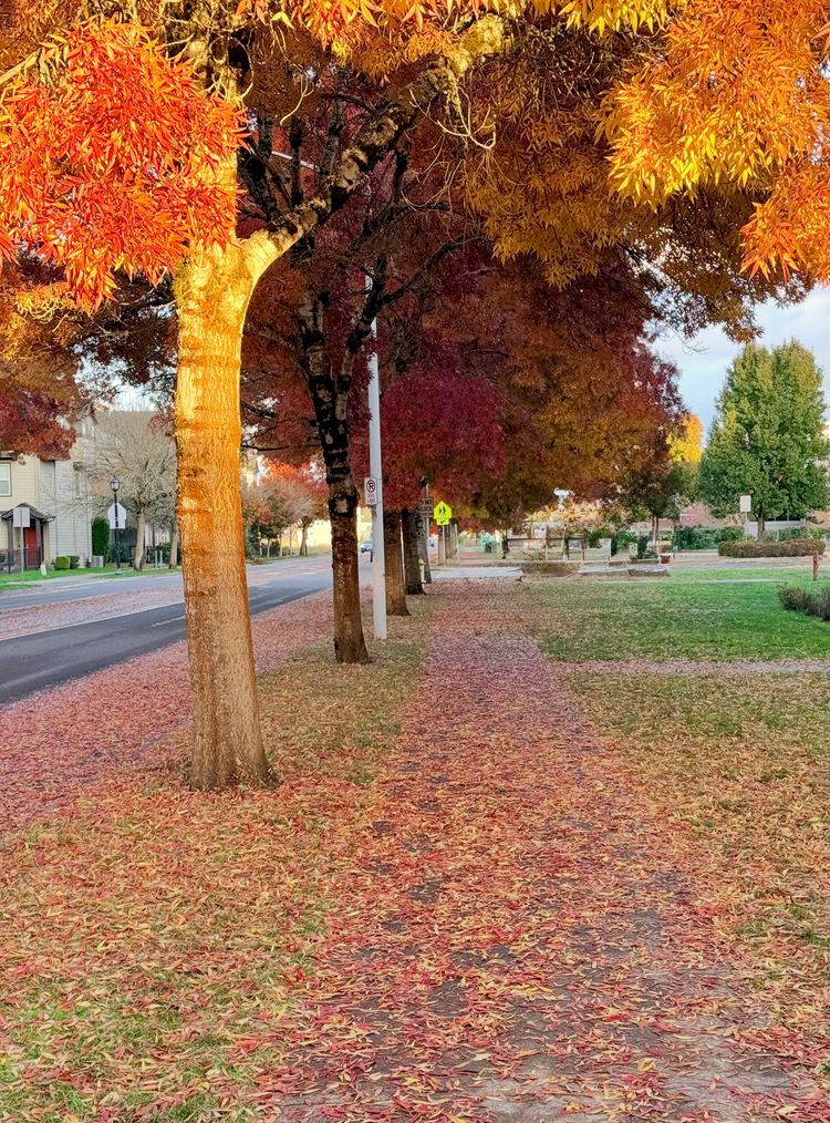 Fall 2025, Picture Credit - Me!