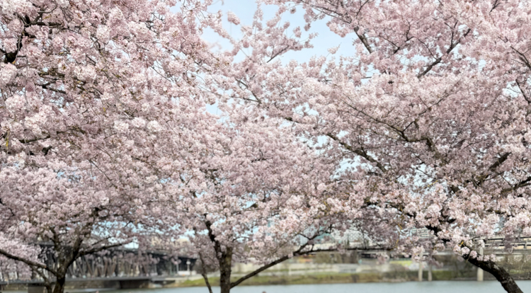 Cherry Blossoms - Portland, March 2026 
